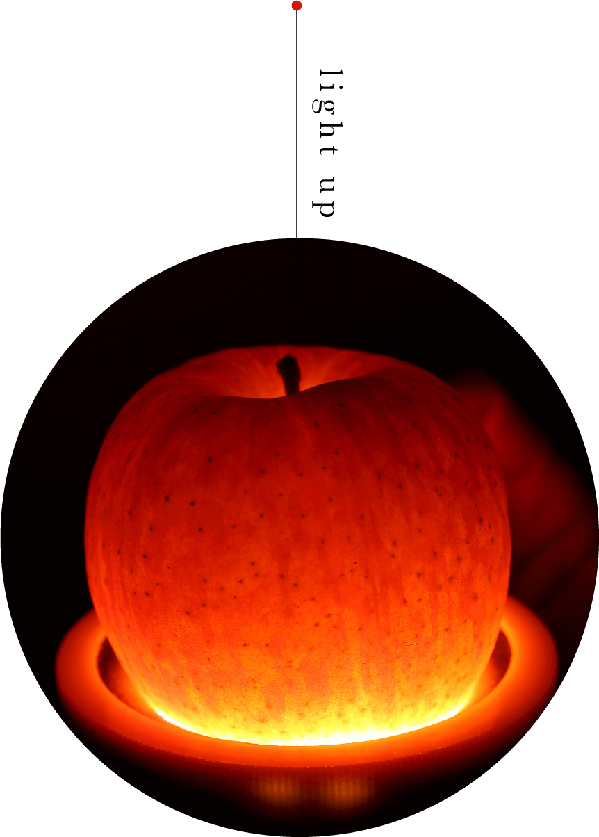 りんご「ふじ」